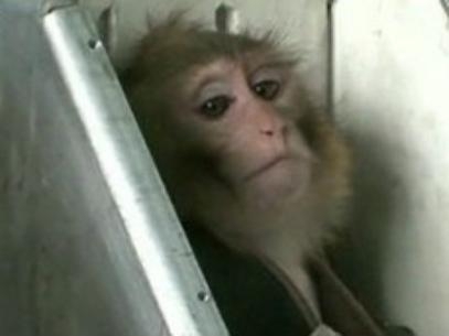 Imagem mostra o macaco que teria ido ao espao