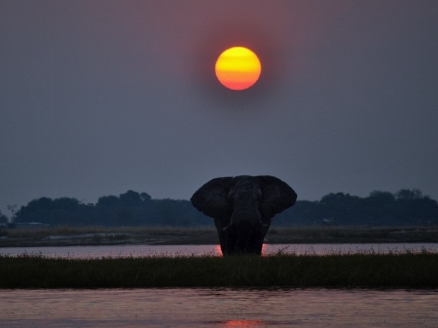 Elefantes no Parque Nacional do Rio Chobe, em Botsuana, no sul da frica.