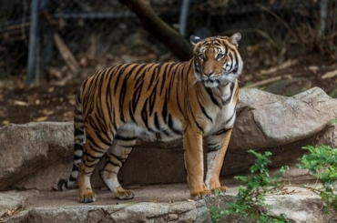 Tigre mata fmea durante \'sexo selvagem\'