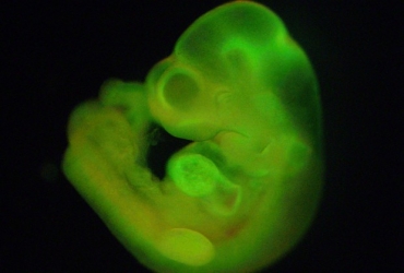 Um feto completo de camundongo foi gerado com clulas STAP, o que demonstra normalidade gentica da clula