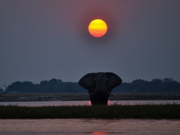 Elefantes no Parque Nacional do Rio Chobe, em Botsuana, no sul da África.