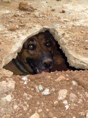 'Cachorra-tatu' fez buraco para 'viver' em casa de Pouso Alegre