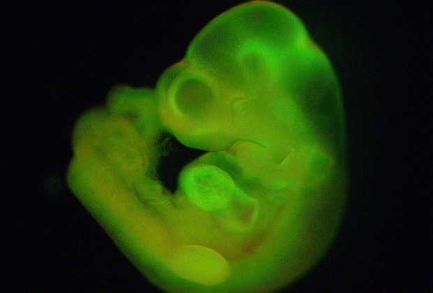 Um feto completo de camundongo foi gerado com células STAP, o que demonstra normalidade genética da célula