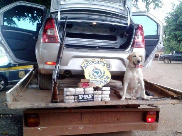 Cadela farejadora K9 Mell ajudou a encontrar droga em carro guinchado.