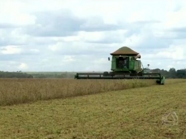 Produtores rurais de Mato Grosso do Sul j colheram cerca de 1,5 milho de hectares cultivados com soja 