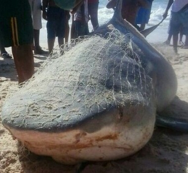 Tubaro resgatado no municpio de Jequi da Praia, em Alagoas