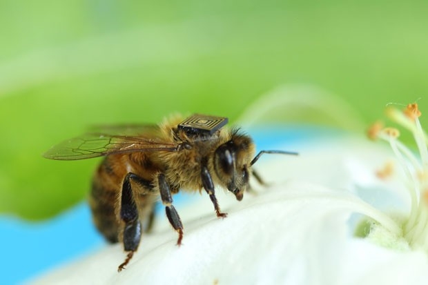 Exemplar de abelha usa microssensor desenvolvido por cientista brasileiro. Testes feitos na Tasmânia, Austrália, tentam identificar se pesticidas são culpados pelo sumiço desses insetos, responsáveis pela polinização natural