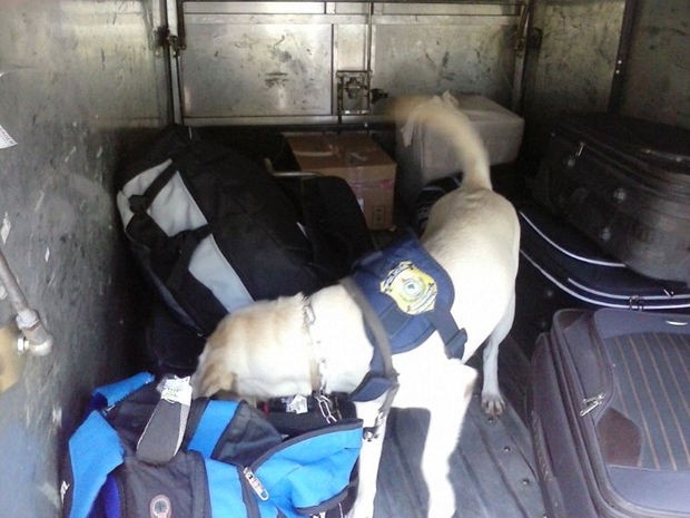 Ces farejadores encontraram droga e arma dentro de nibus.